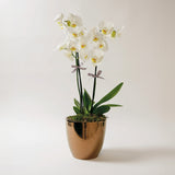 White Phalanopsis Orchids