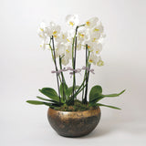 White Phalanopsis Orchids