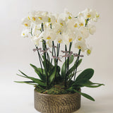 White Phalanopsis Orchids