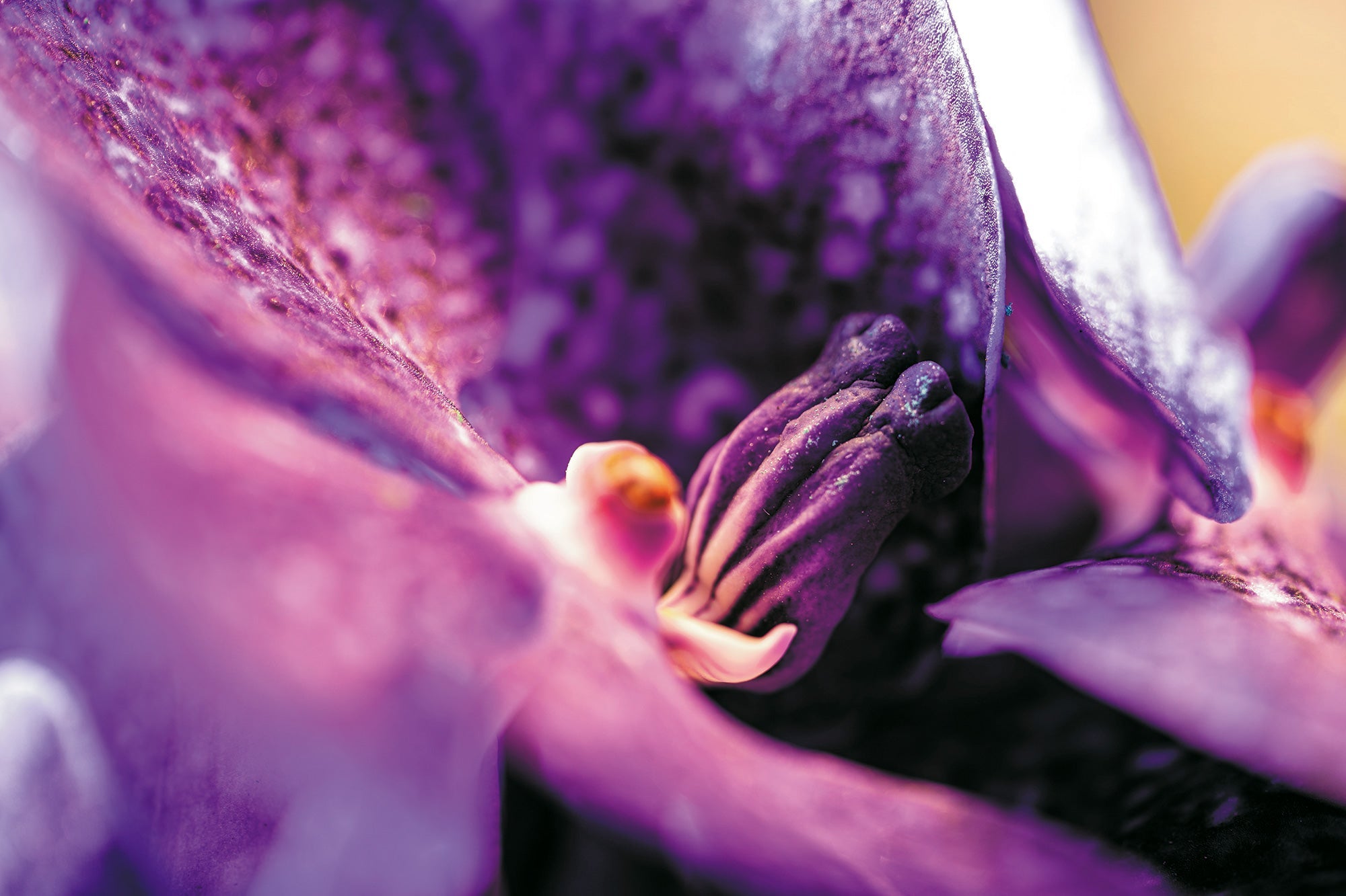 Luxury Orchids