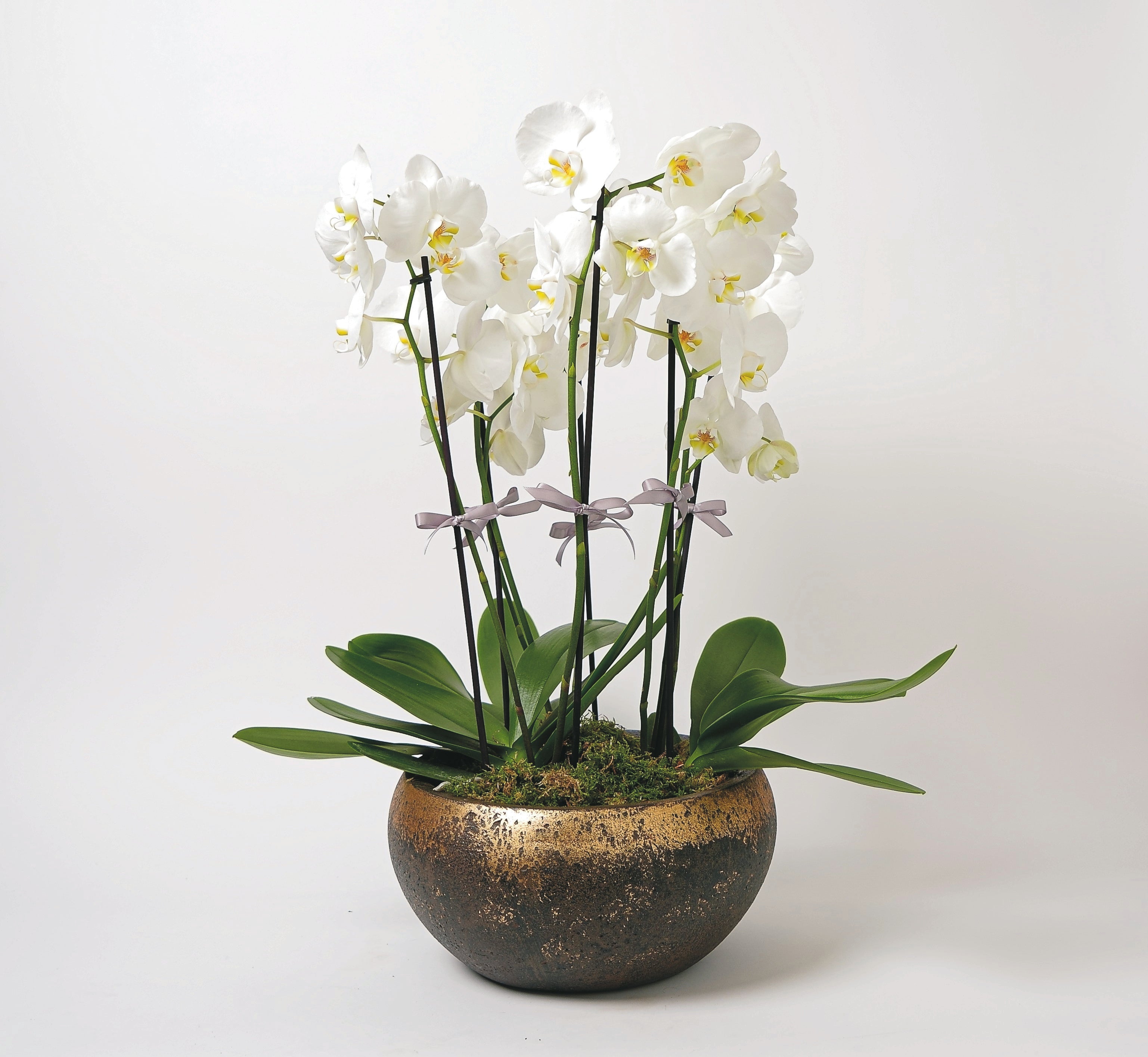 White Phalanopsis Orchids