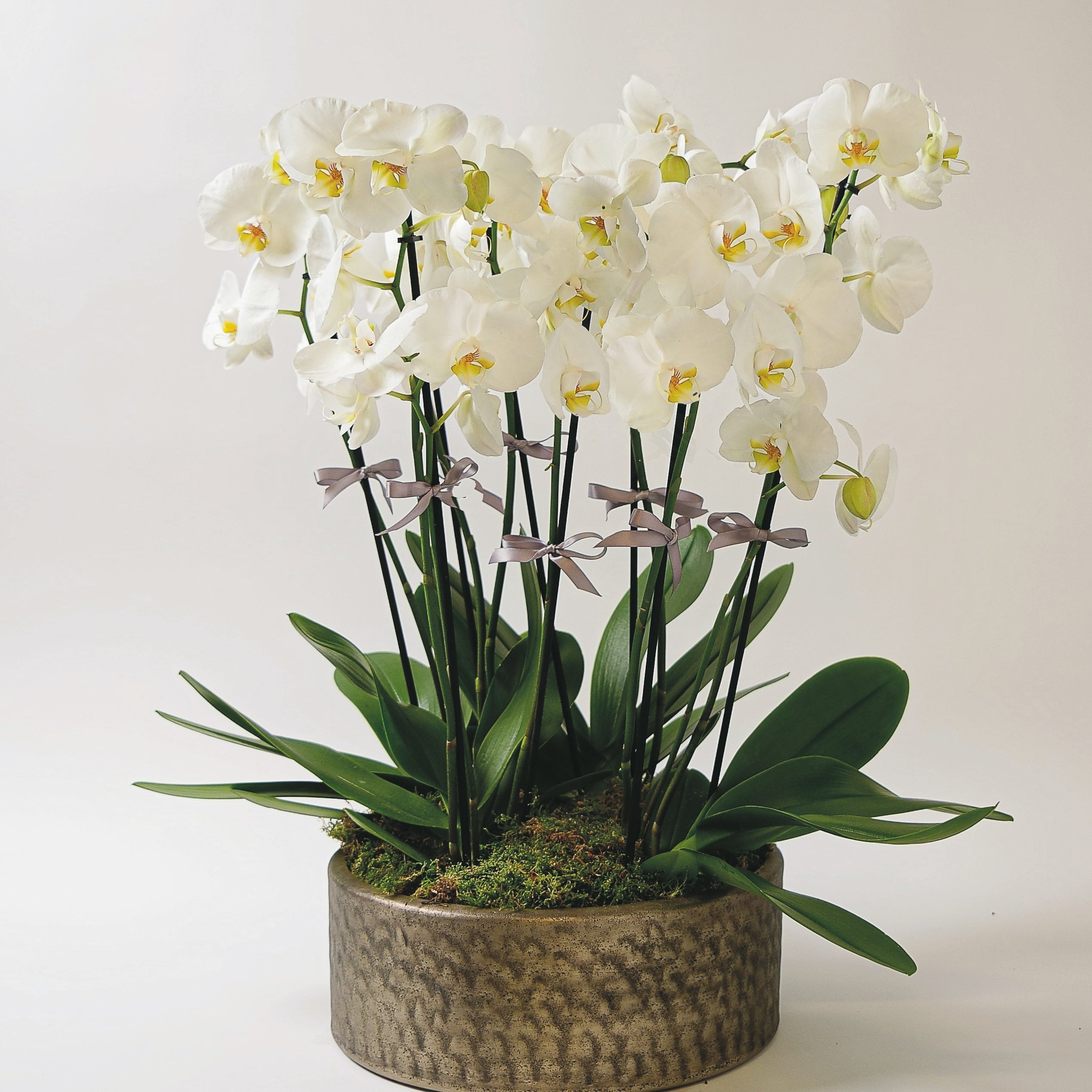 White Phalanopsis Orchids