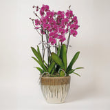 Pink / Cerise Phalanopsis Orchids